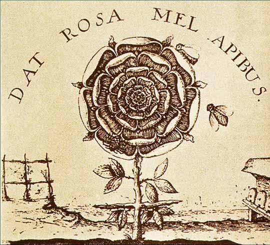 datRosaMelApibusGrande